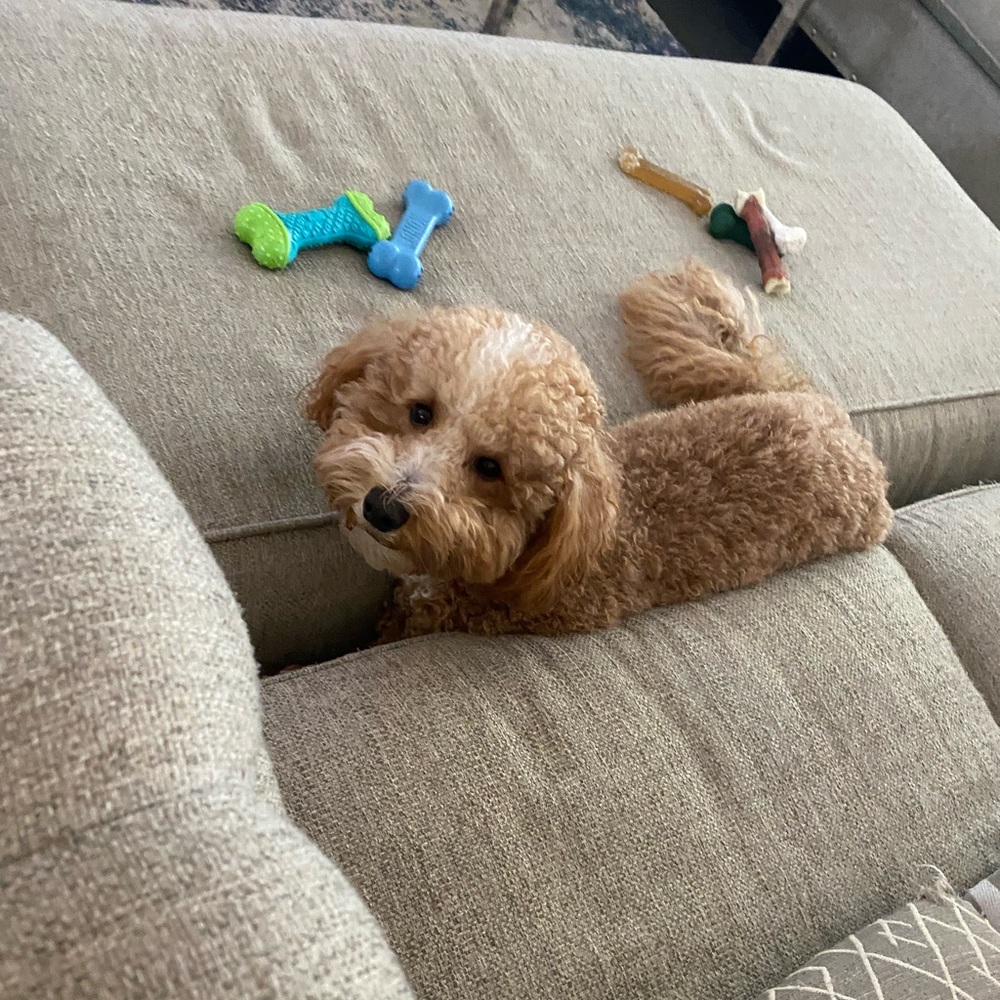 Meet your Posher, Maddie